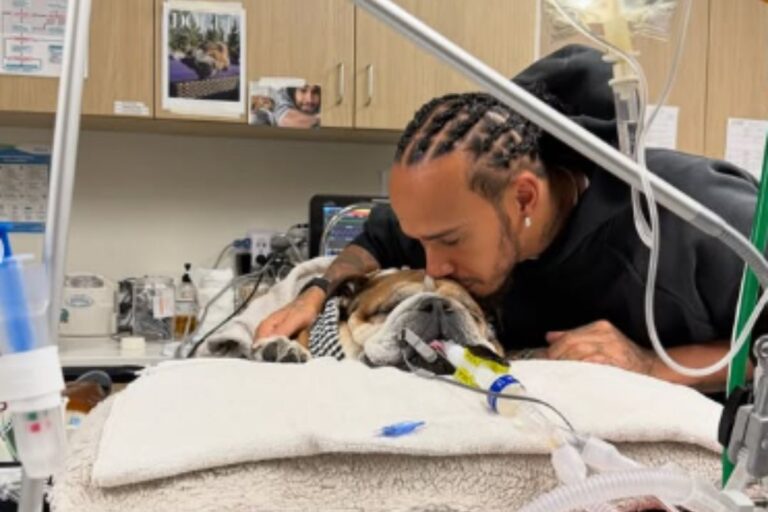 Hamilton atualiza estado de saúde de Roscoe após internação. Confira
