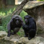 Chimpanzés bebem o equivalente a uma cerveja por dia, aponta estudo