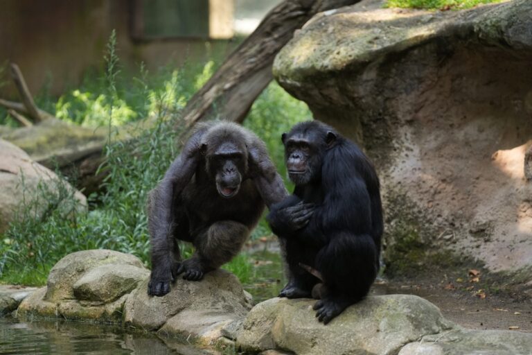 Chimpanzés bebem o equivalente a uma cerveja por dia, aponta estudo