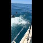 Susto: homem dá de cara com tubarão ao pular no mar. Vídeo