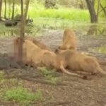 Leões que mataram tratador em zoo da Tailândia são isolados do público