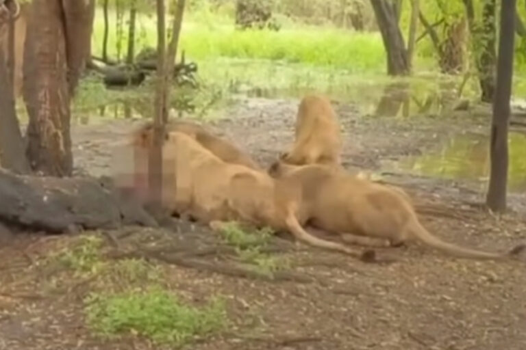 Leões que mataram tratador em zoo da Tailândia são isolados do público