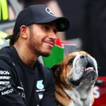 Lewis Hamilton ganha quadro de Lego em homenagem ao cão Roscoe. Veja