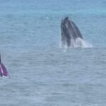 Vídeo: atleta brasileiro treina ao lado de baleias no mar de SC